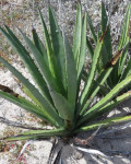 Agave datylio