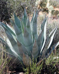 Agave delamateri
