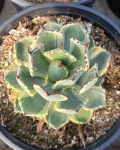 Agave 'Desert Diamond'