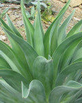 Agave desmetiana