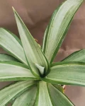 Agave desmetiana 'Silver Star'