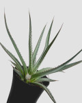 Agave difformis