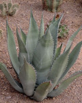 Agave durangensis