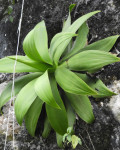 Agave ellemeetiana