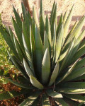Agave ensifera