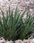 Agave felgeri