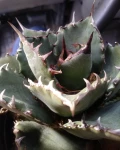 Agave 'Filigree'