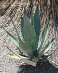 Agave fortiflora