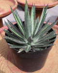 Agave funkiana 'Fatal attraction'