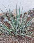 Agave funkiana 'Hakuro Shiro Fukurin'