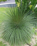 Agave geminiflora