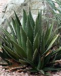 Agave ghiesbreghtii