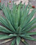 Agave glomeruliflora