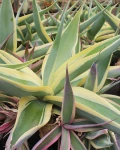 Agave guiengola 'Crème Brûlée'