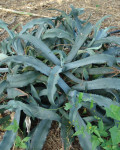 Agave gypsophila