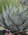 Agave havardiana