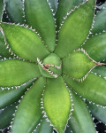 Agave horrida