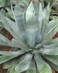 Agave hurteri