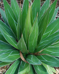 Agave impressa