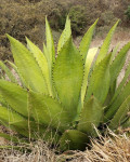 Agave inaequidens
