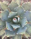 Agave isthmensis 'Becky'