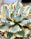 Agave isthmensis 'Kabutogani'