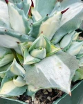 Agave isthmensis 'Ohi Raijin Shiro Nakafu'