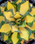 Agave isthmensis 'Rum Runner'