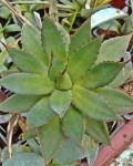 Agave isthmensis x filifera