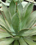 Agave jaiboli