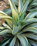 Agave 'Joe Hoak'