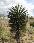 Agave karwinskii