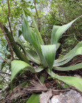 Agave kewensis