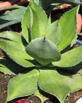 Agave lagunae