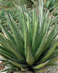 Agave lechuguilla
