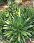 Agave lophantha
