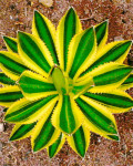 Agave lophantha 'Quadricolor'