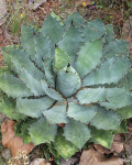 Agave maximiliana
