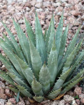 Agave mckelveyana