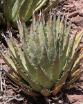 Agave mckelveyana x utahensis