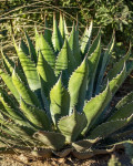 Agave montana