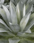 Agave 'Moonshine'