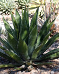 Agave moranii