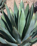 Agave murpheyi
