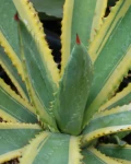 Agave murpheyi 'Engard'