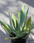 Agave nayaritensis