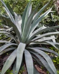 Agave neglecta