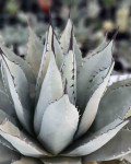 Agave neomexicana