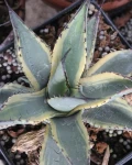 Agave neomexicana 'Sunspot'