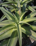 Agave nizandensis